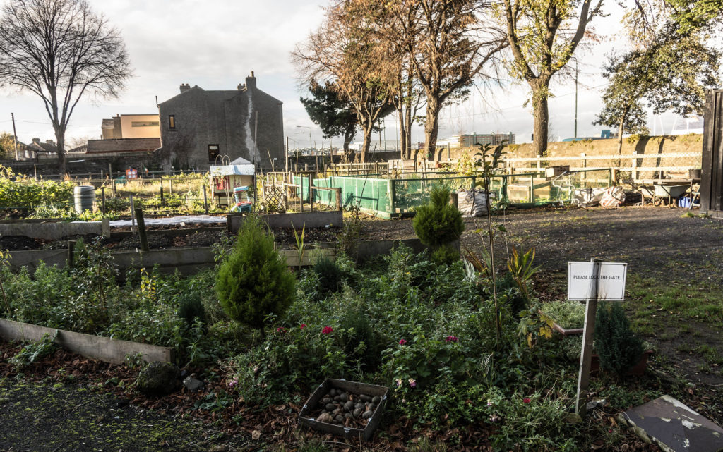 Dublin’s Food Growing Scene: Are Community Gardens a Solution in our COVID-19 Future?